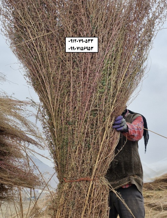 جارو شهرداری